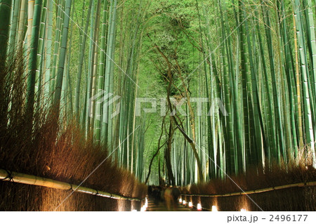 嵐山花灯路　竹林の小路 2496177