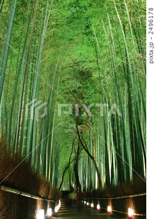 嵐山花灯路　竹林の小路 2496178