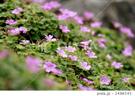 エロディウム・パリアビレ エロディウム・パリアビレ 2496545