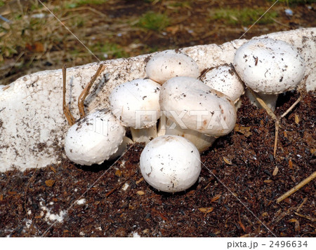 収穫期をむかえたマッシュルームホワイト種 2496634