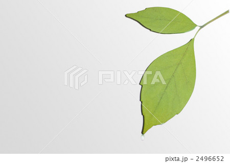 さわやかな緑葉のイメージ 2496652