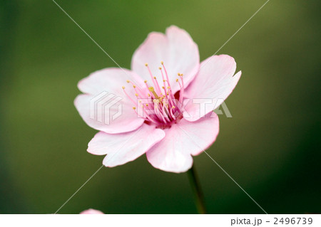 カワヅザクラ 2496739