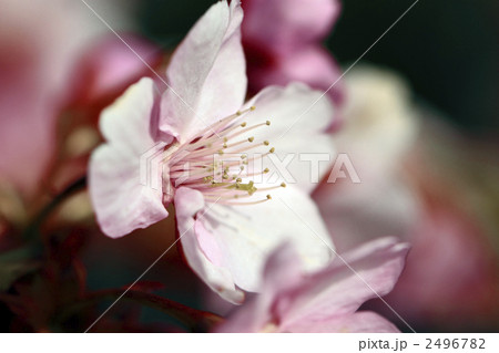 カワヅザクラ カワヅザクラ 2496782