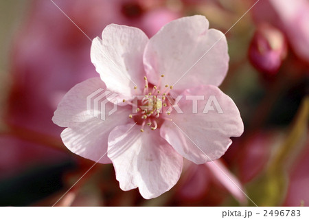 カワヅザクラ 2496783