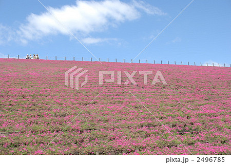 市貝町芝ざくら公園 2496785