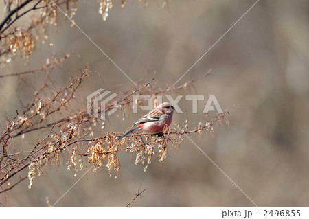 ベニマシコ 2496855