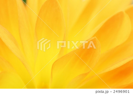 ダリアの花びら ダリアの花びら 2496901