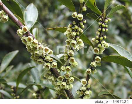 ヒサカキの花 2497124