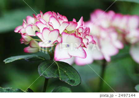 未来 未来 2497144