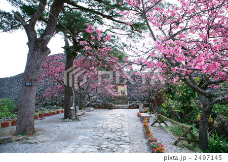 今帰仁城跡と桜 今帰仁城跡と桜 2497145