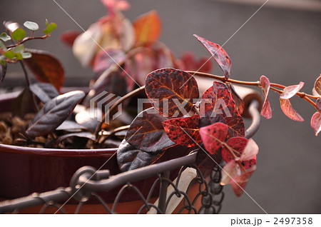 ハツユキカズラ 2497358