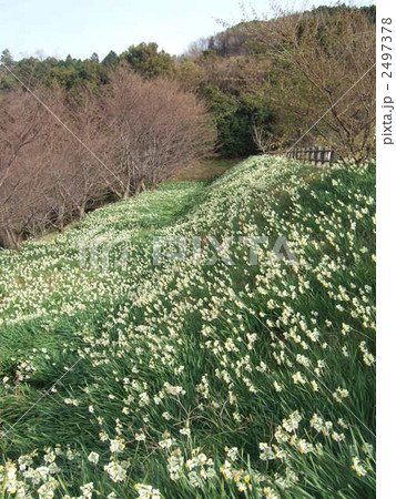 水仙の花畑 水仙の花畑 2497378