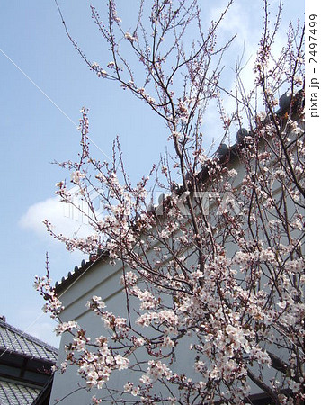 蔵とすももの木 蔵とすももの木 2497499