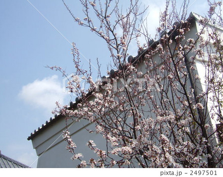 蔵とすももの木 2497501