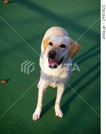 ラブラドールレトリーバー 2497822