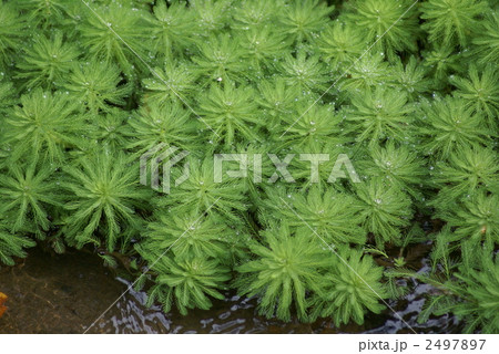 大房藻 おおふさも 大房藻 おおふさも 2497897