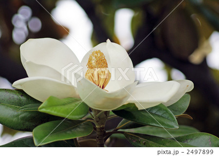 大きい立派な白い花　泰山木 2497899