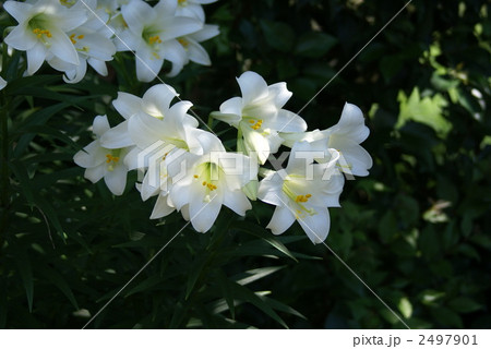 可憐な純白の花　鉄砲百合 2497901