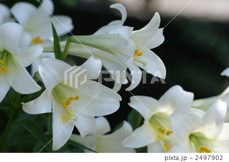 可憐な純白の花 鉄砲百合 可憐な純白の花 鉄砲百合 2497902