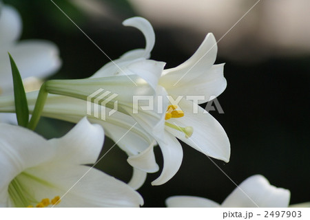 可憐な純白の花 鉄砲百合 可憐な純白の花 鉄砲百合 2497903