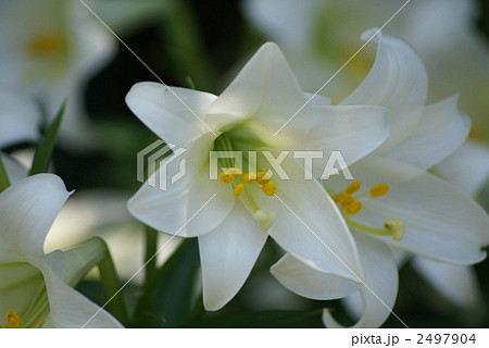 可憐な純白の花 鉄砲百合 可憐な純白の花 鉄砲百合 2497904
