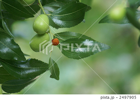 緑のナツメの実 緑のナツメの実 2497905