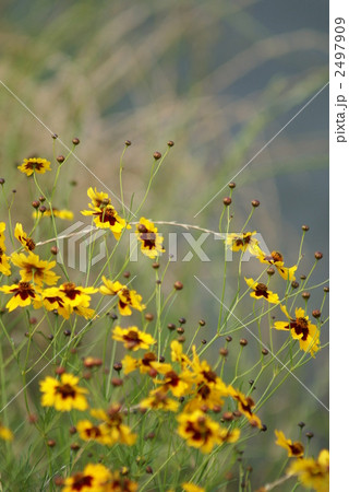 波斯菊 はるしゃぎく 波斯菊 はるしゃぎく 2497909