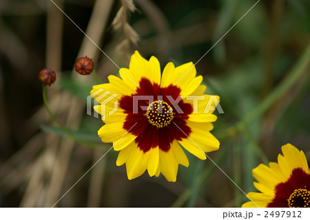 波斯菊 はるしゃぎく 2497912