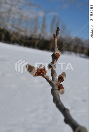 ゆきやなぎ 2498263