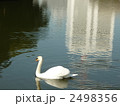 皇居の白鳥 2498356