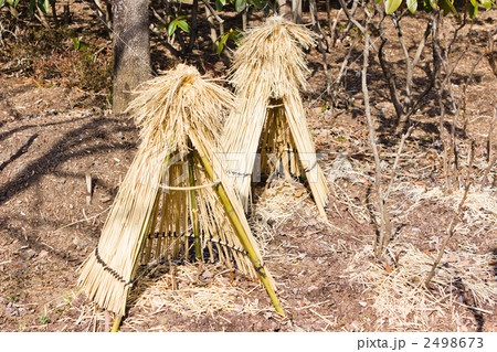 綾南公園の藁ぼっち 綾南公園の藁ぼっち 2498673