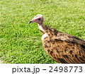 ハゲタカ 2498773