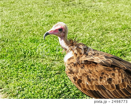 ハゲタカ 2498773