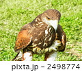 ハリスホーク 2498774