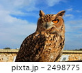 ワシミミズク 2498775
