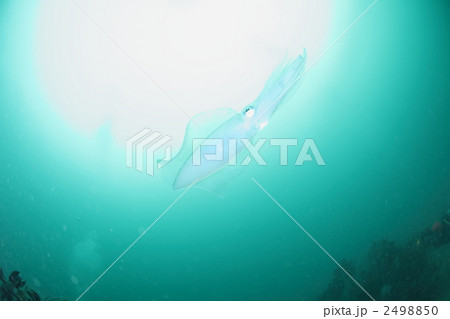 アオリイカの舞 アオリイカの舞 2498850