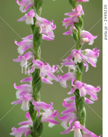 ネジバナ ネジバナ 2499230