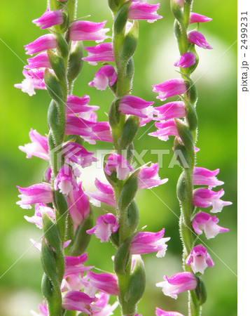 ネジバナ 2499231