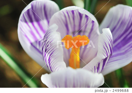 クロッカス クロッカス 2499688