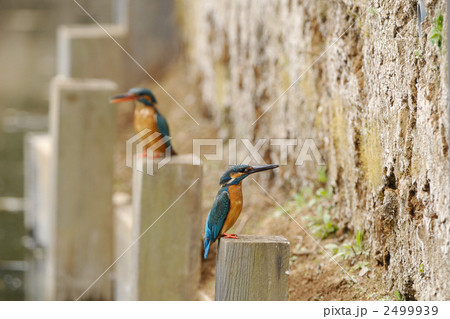 カワセミのカップル 2499939