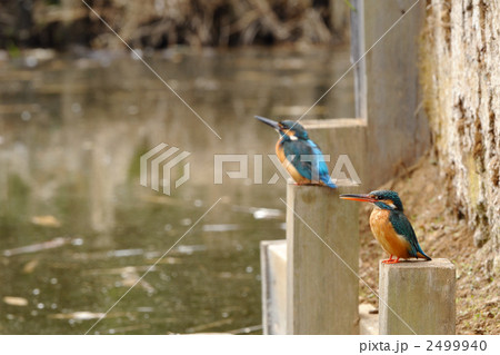 カワセミのカップル 2499940