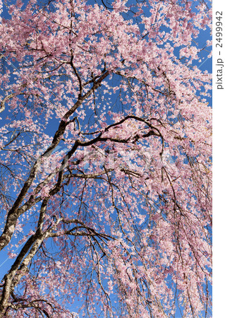 枝垂れ桜 2499942