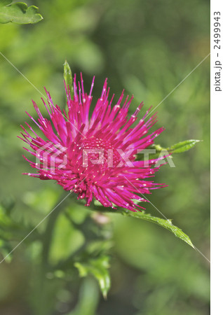 ノアザミの花 ノアザミの花 2499943