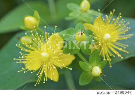 オトギリソウの花 2499947