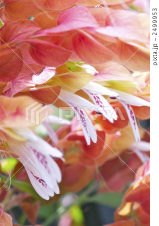 コエビソウの花 2499953