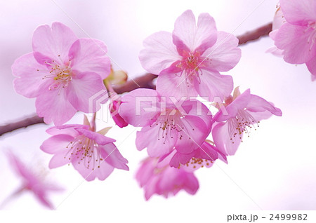河津さくらの花 2499982
