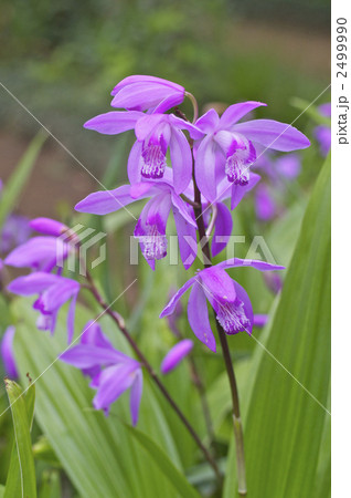 シランの花 2499990