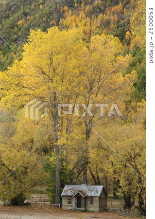 ニュージーランド　アロータウンの小屋と黄葉 2500053