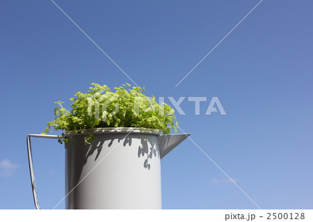 ソレイロリア（観葉植物） 2500128