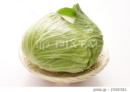 冬キャベツ 冬キャベツ 2500381